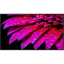 Mimio Boxlight DS 750 75" Android 11 4K UHD Digital Signage Display