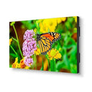 NEC UN552S | 55" Ultra-Narrow Bezel Professional-Grade Display NEC